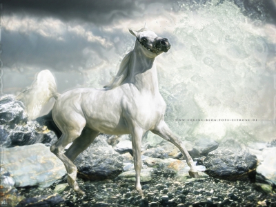 Tritons Zorn von Romina Ronzon