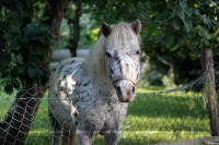 Little Friend | Foto: Romina Ronzon