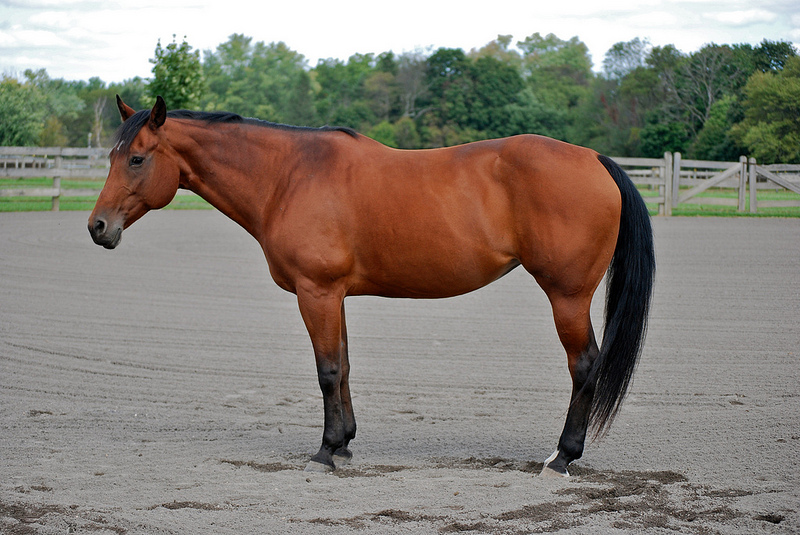 Neat breed! American Quarter Horse Equine Blog Horses. Riding