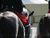 Equine Blog | Foto: Romina Ronzon