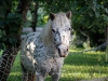 Little Friend | Foto: Romina Ronzon